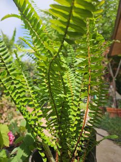 Matching drought tolerant beautiful ferns,  green lush