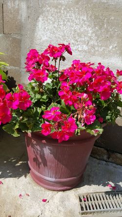 Perennial so beautiful Geranium flowers in the pots