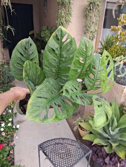Monstera Swiss Cheese "WIDE Leaf " Plant $35