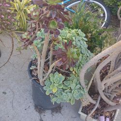 Succulents 