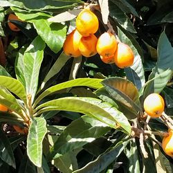 10 Loquats For$2 