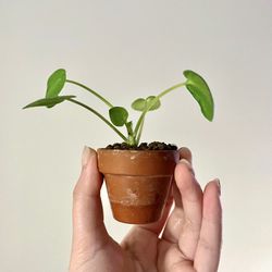 Chinese Money Plant 🪴 Baby In Akadama