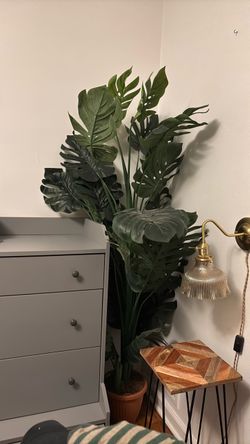 Plant