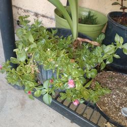 Two Kind Plant 
