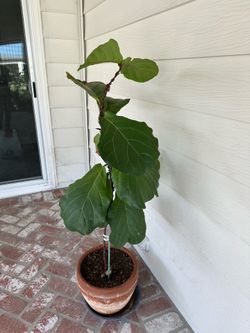 Fiddle Leaf Fig Plant