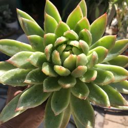 Variety Of  Succulents - Big Succulents  In 4 Inch Pots