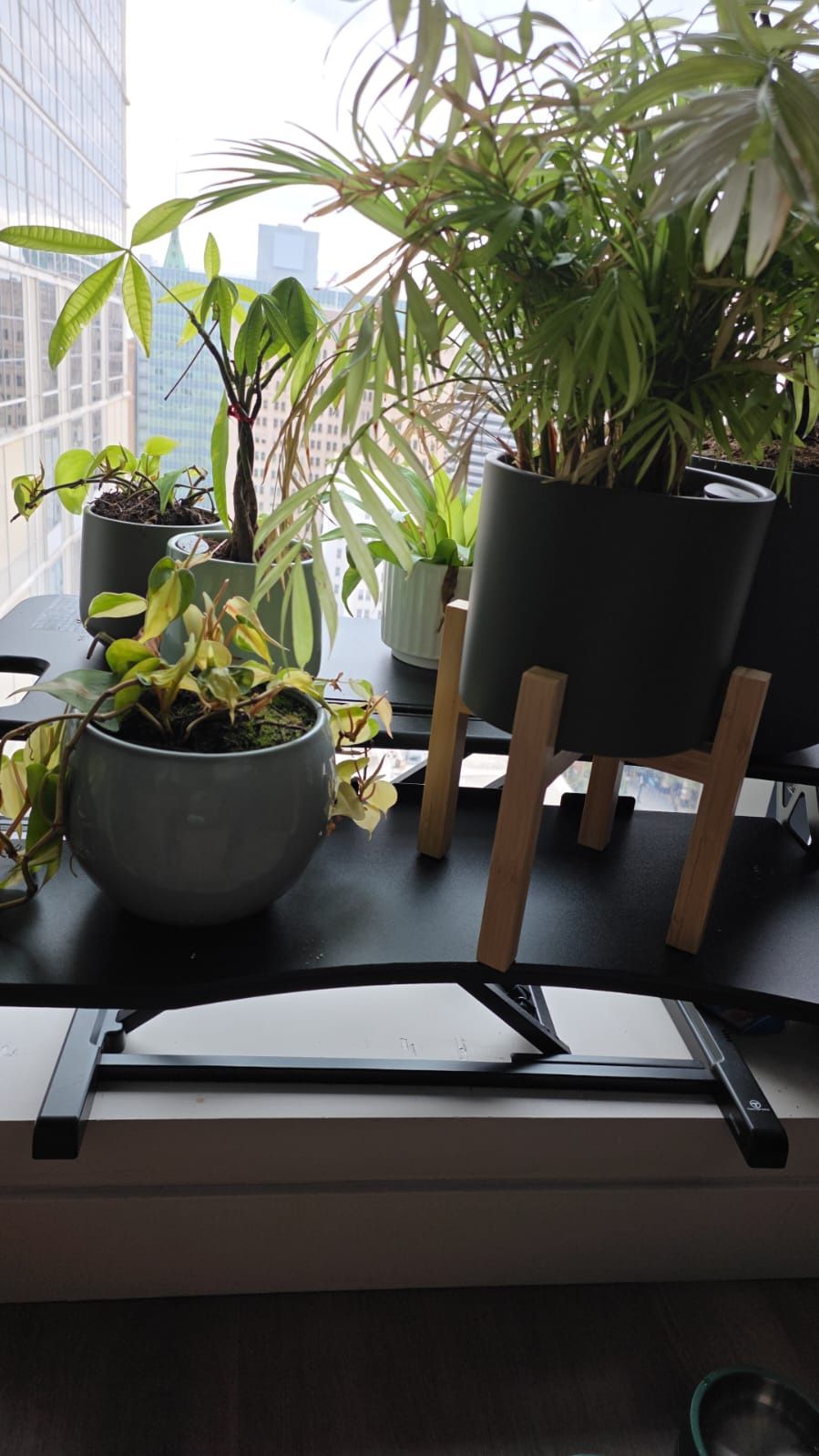 Plants 