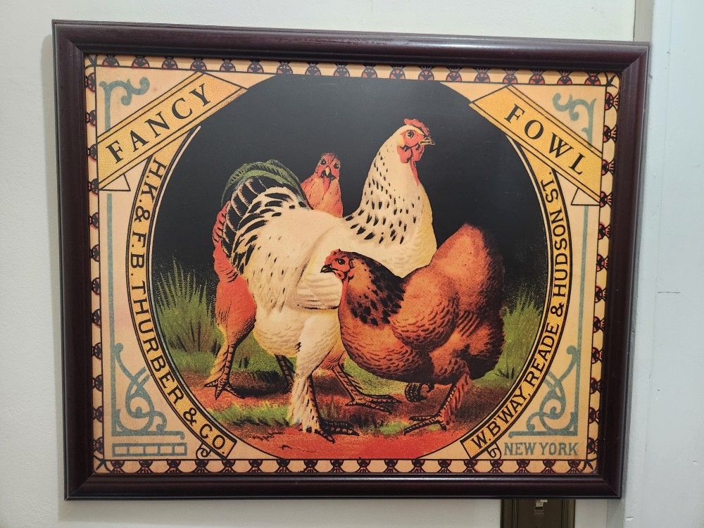 Fancy Fowl And Royal Rooster