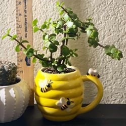 Portulacaria Afra (live succulent plant) 