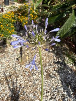 Nice purple lily flower plant in a 7 gallon pot.
