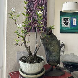 Jazmine Bonsai