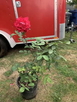 Outdoor rose