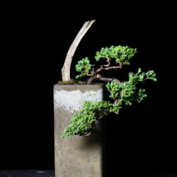 Cascade Juniper Bonsai  - Live Outdoor Plant 