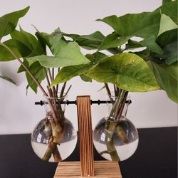 Hydroponic Glass Vase & Arrowhead Plants 