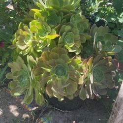 Garden Flower