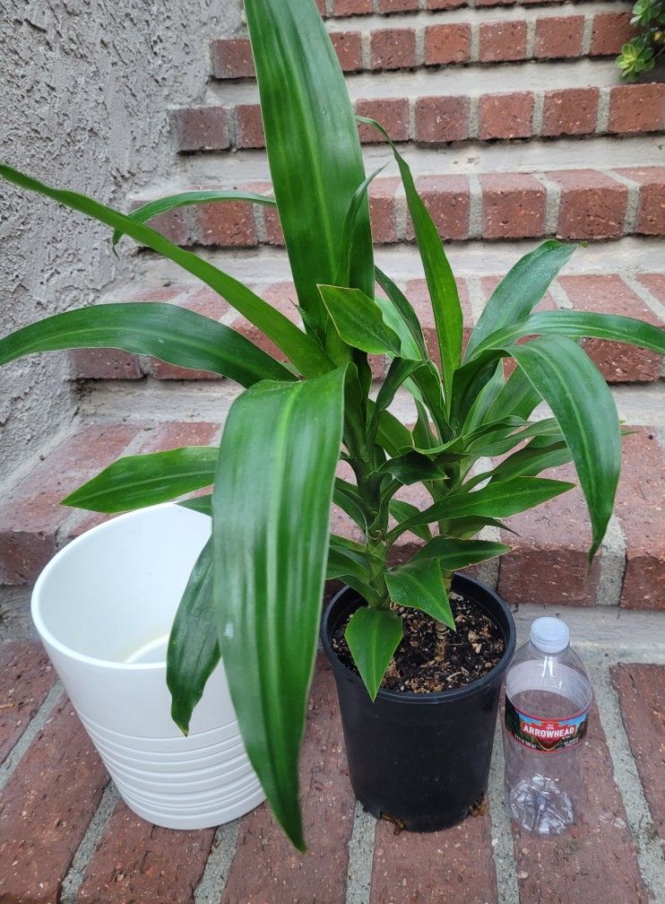 Dracaena Plant In 1-gal Black Nursery Pot [ Whitte Ceramic Pot Not Included]