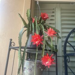 Ackermanii  Epiphyllum Plant in 1 Gallon Black Nursery Pot  (small red flowers) 
