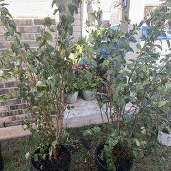 Crape Myrtle Colorama Scarlet