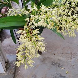 Orchid