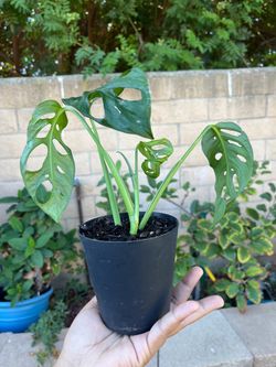 Swiss cheese plant Monstera adansonii
