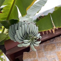 Real Deal Blue Java Banana Plants, AKA Ice Cream Banana