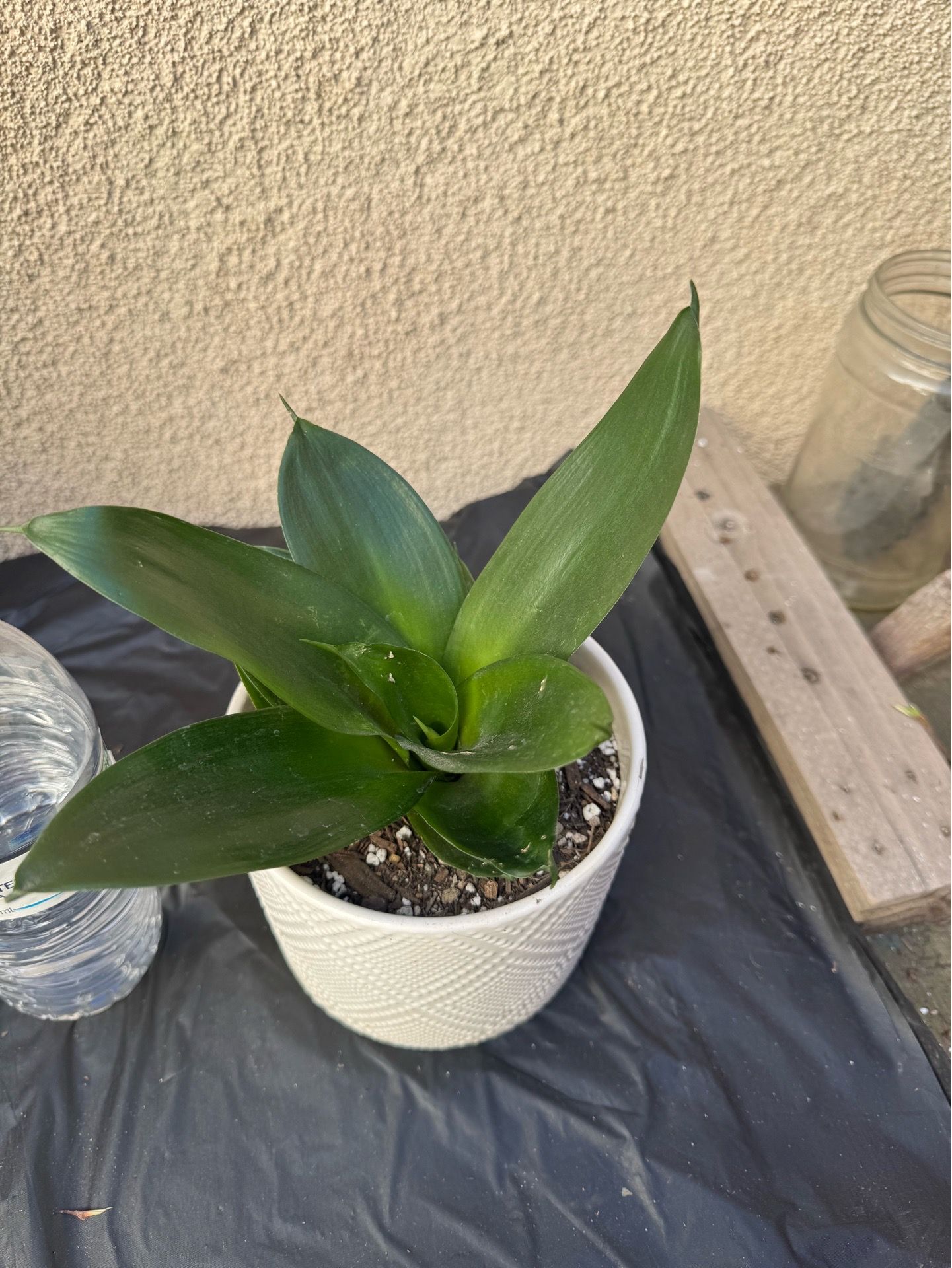 Starfish Snake Plant