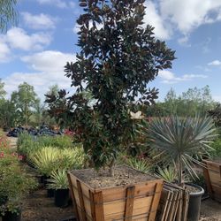 Little Gem Magnolia, dwaft magnolia tree 36” box size 