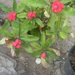 Corona De Cristo