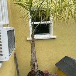 Plant For Sale 