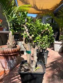 Jade plant