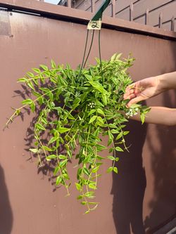 6” xl Hoya Bella soon to bloom
