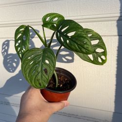 Beautiful Monstera Adonsonii ‘Wide Form’ Plant 