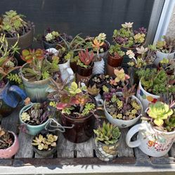 Succulent Arrangements 