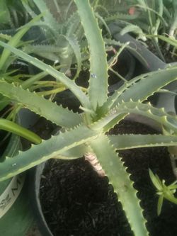 Aloe Vera Plant – Easy Care, Fast Growing Planta Aloe Vera – Fácil Cuidado