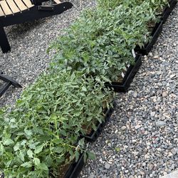 Organic Tomato Plant Starts