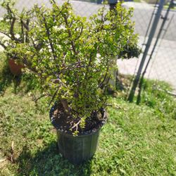 Elephant Bush Plant