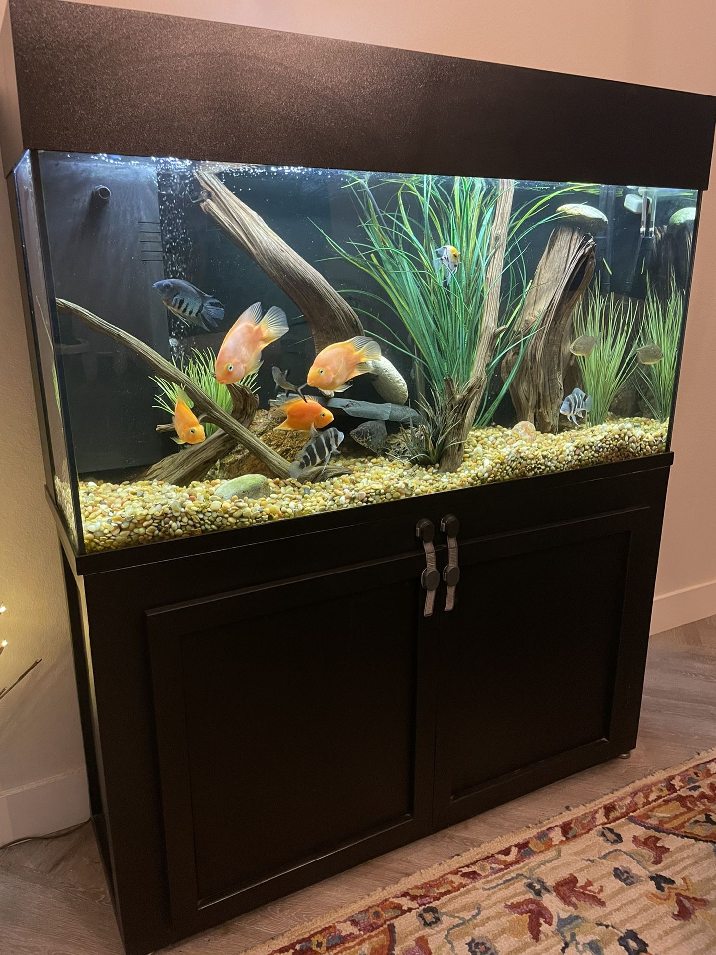 75 gallon elegant complete aquarium (NO live 🐠 included)