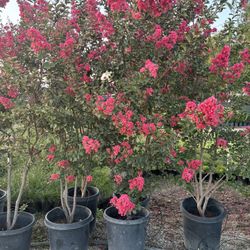 Crepe Myrtle Trees