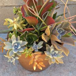 Decoration Suculents Plants Mix 