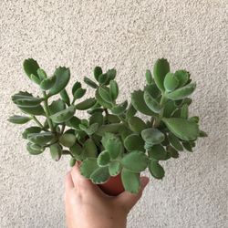 Beautiful Full Bear Paw Succulent Plant