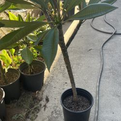 Plumeria