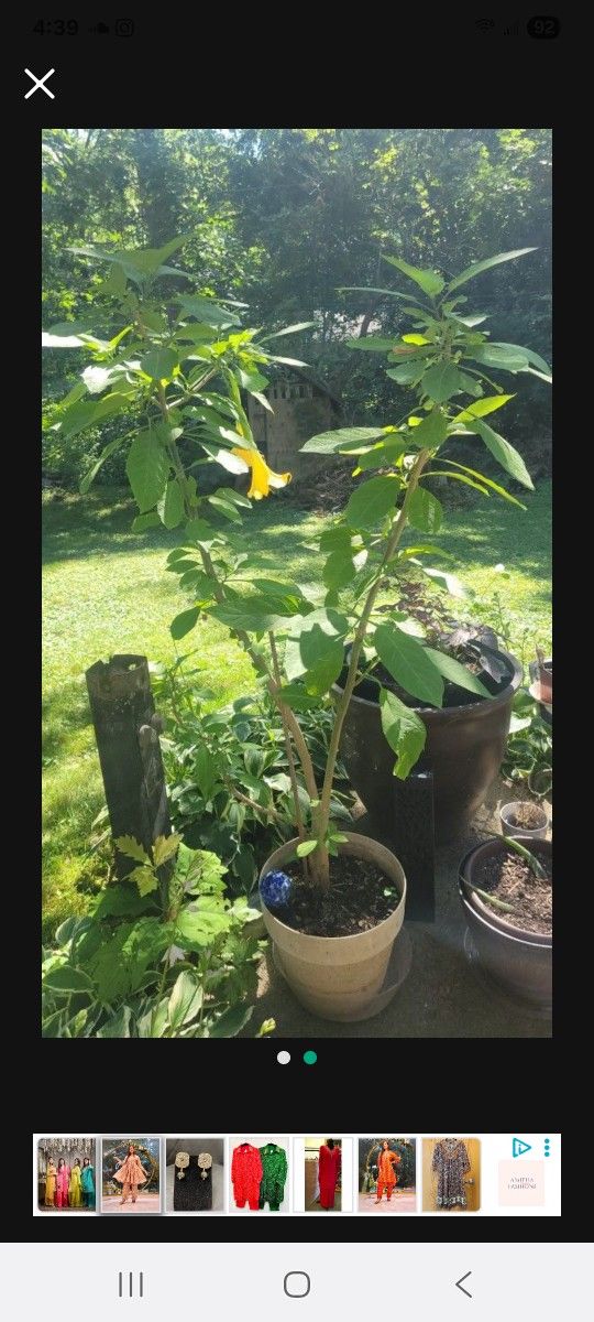 Yellow Angel's Trumpet tree in a plastic pot.
