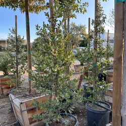 carolina cherry laurel, English laurel for  hedge and privacy 15gal 