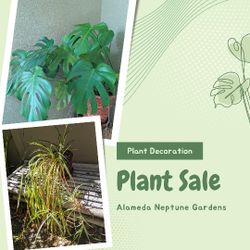 Potted Plant In Excellent Thriving Condition 