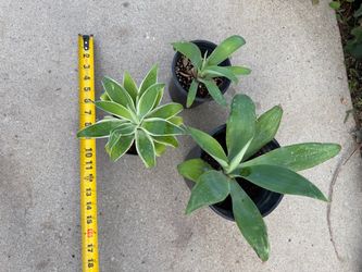 3 agave attenuata bundle