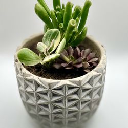 Succulent arrangements and cactus!