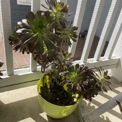 Green Plants With Planter Tall