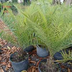 Sylvester Palm Trees 7gl $55