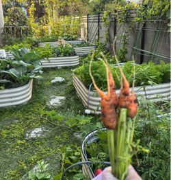 raise garden bed