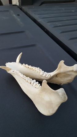 *** WILD HOG / BOAR ***